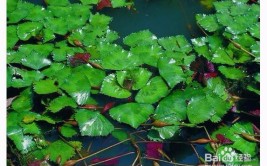 入春的鳝鱼身价遭“腰斩”一夜塌房！顶流网红黑料全被她扒光了（求证：黄鳝是激素催肥的吗）？湖北省随州市曾都区群多法院赏格布告（）-入春的鳝鱼身价遭“腰斩”