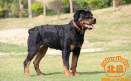 犬品种,从忠诚牧羊犬到优雅贵宾犬