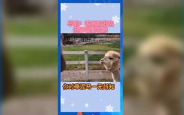 娱乐吃瓜推荐,揭秘娱乐圈最新动态