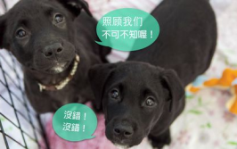 犬细小,揭秘宠物健康危机