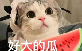 娱乐吃瓜酱小猫刀,揭秘娱乐圈背后的刀光剑影