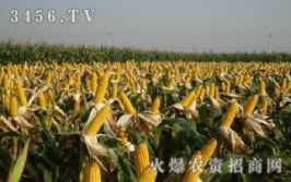 先玉335玉米,中国玉米种植的明星品种，高产稳产，引领农业发展新篇章”